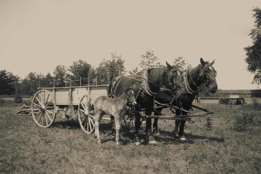 Vintage horse and cart photo
